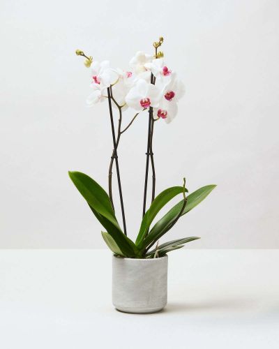 Phalaenopsis Orchid Plant